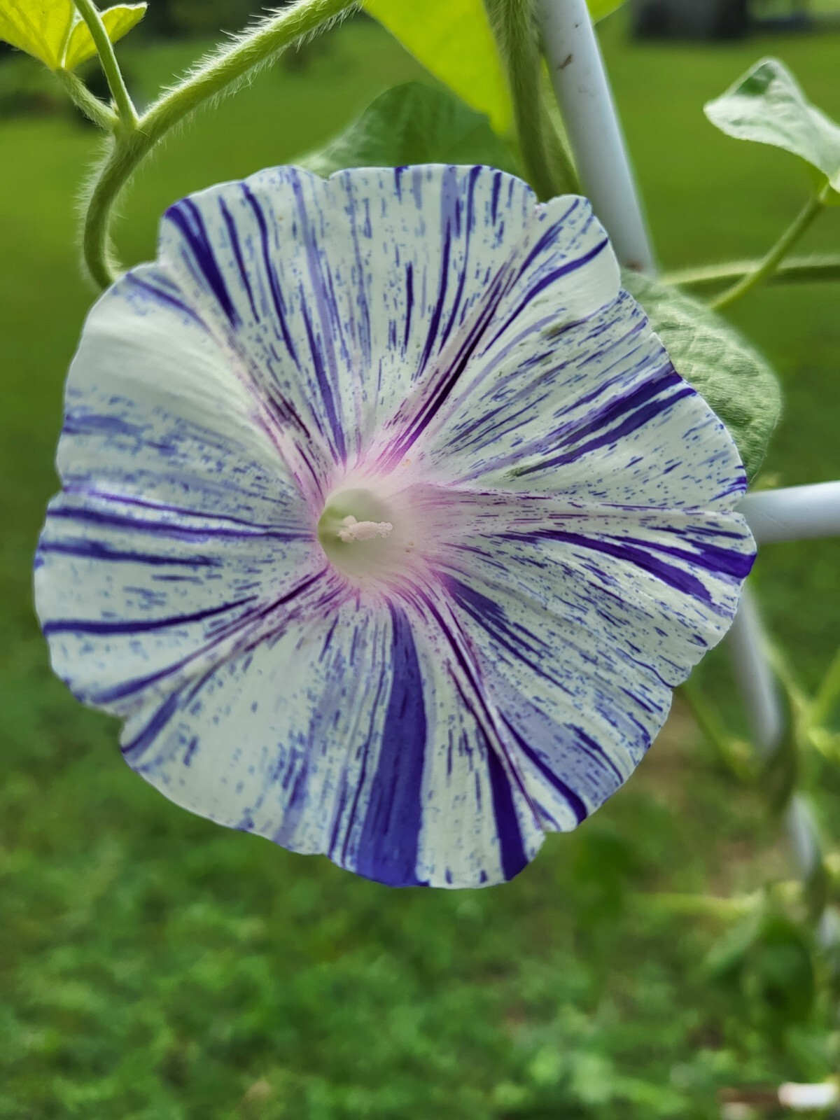 Japanese Morning Glory-PURPLE STRIPES-Annual-10 Seeds-Grown in my yard-2023