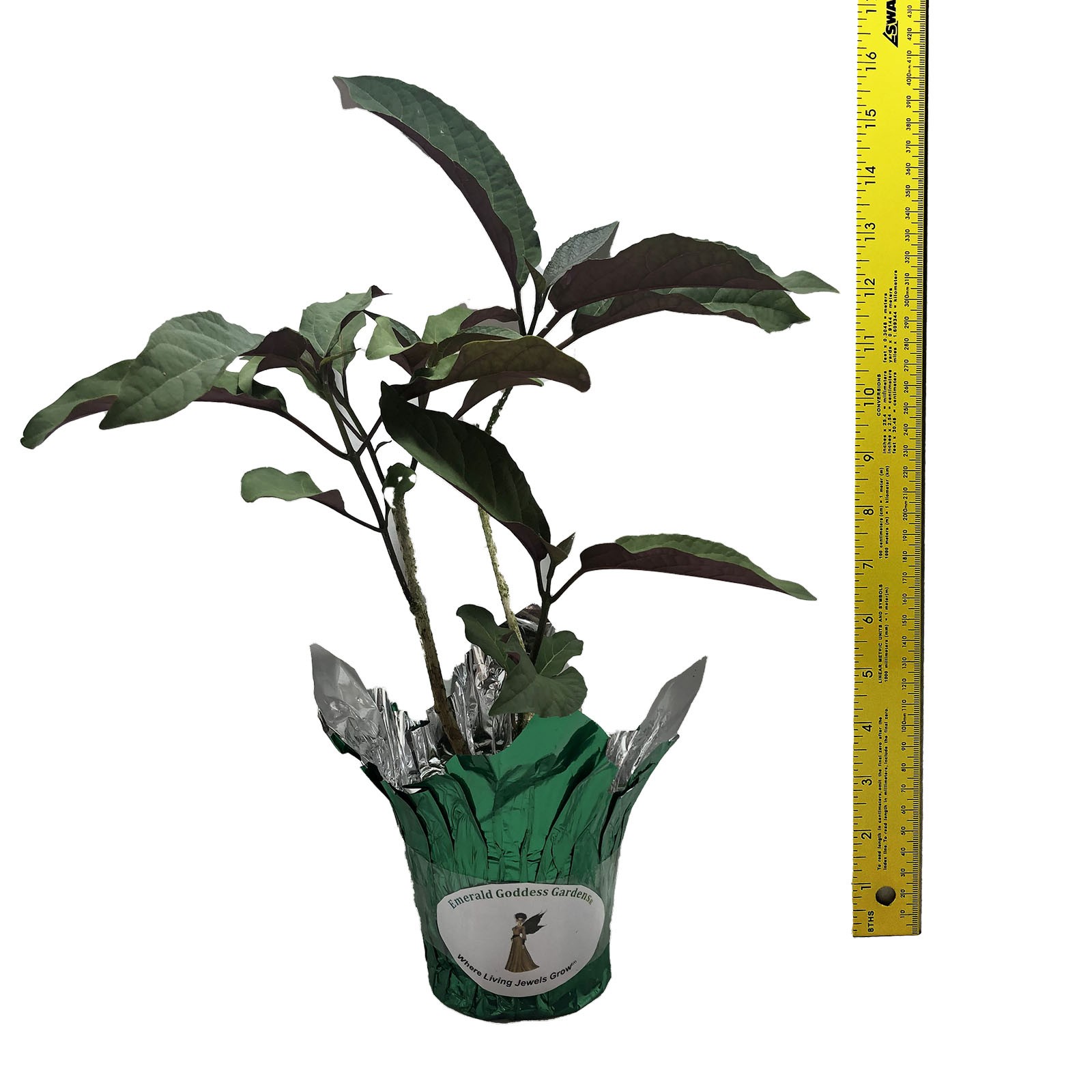 Starburst Shooting Star Clerondendrum Tropical Plant Shrub White Pink Flowers