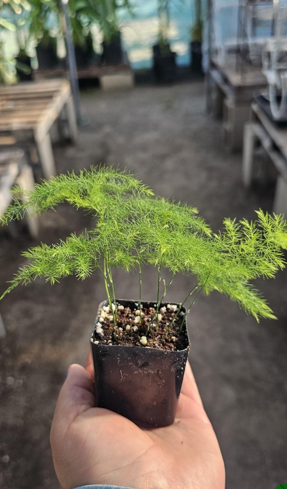 Plumosa Fern | Asparagus Fernsetaceus 2in pot