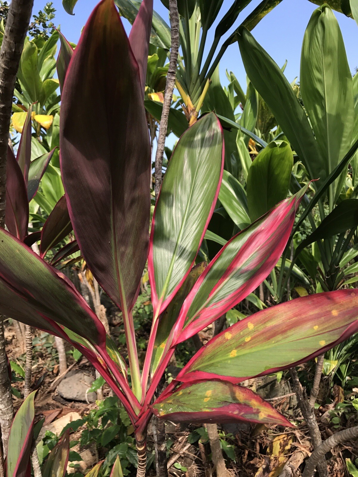 Hawaiian Green/Red Hybrid Ti Leaf Fresh Cuttings 6″ Starters 6 Logs