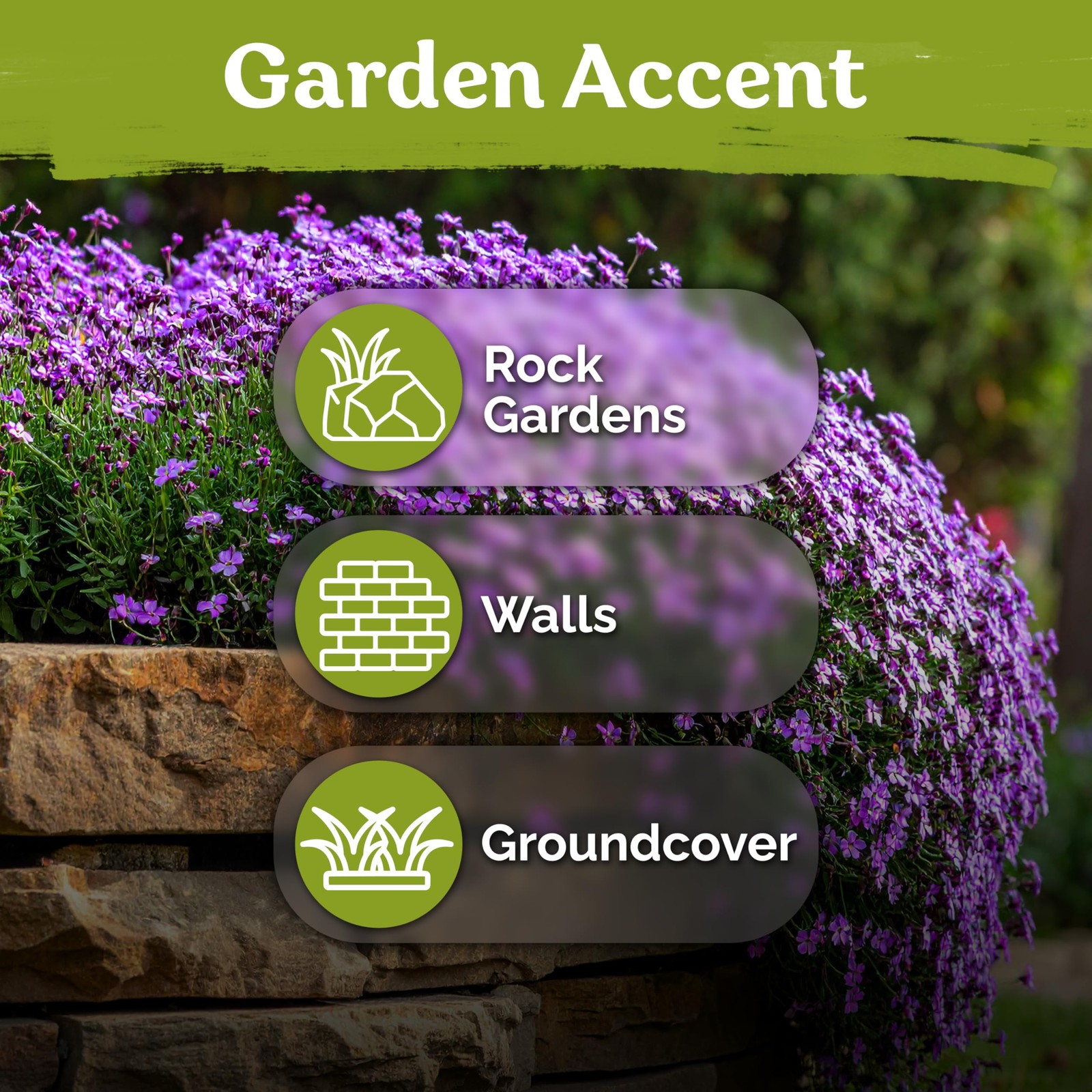 KVITER 2,000 Purple Aubrieta / Rock Cress Seeds (Aubrieta Deltoidea), 2 Pack