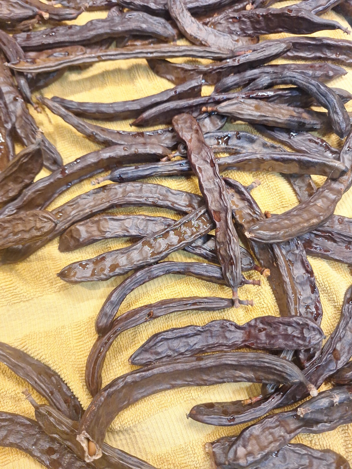 30 Carob Tree Seeds “Ceratonia Siliqua” wild-crafted Biblical fruit raw