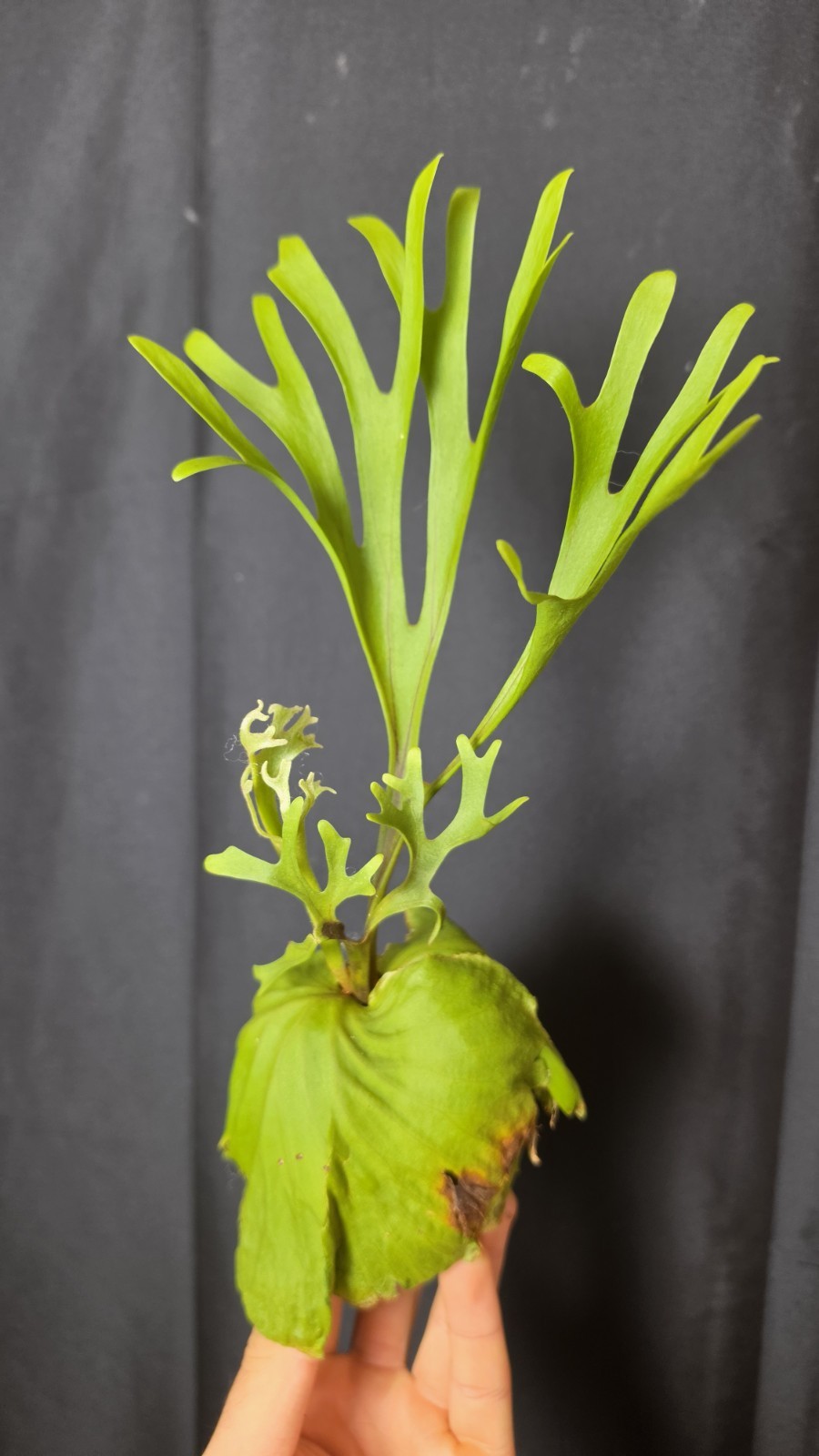 RARE Platycerium Ridleyi “Nano” USA SELLER