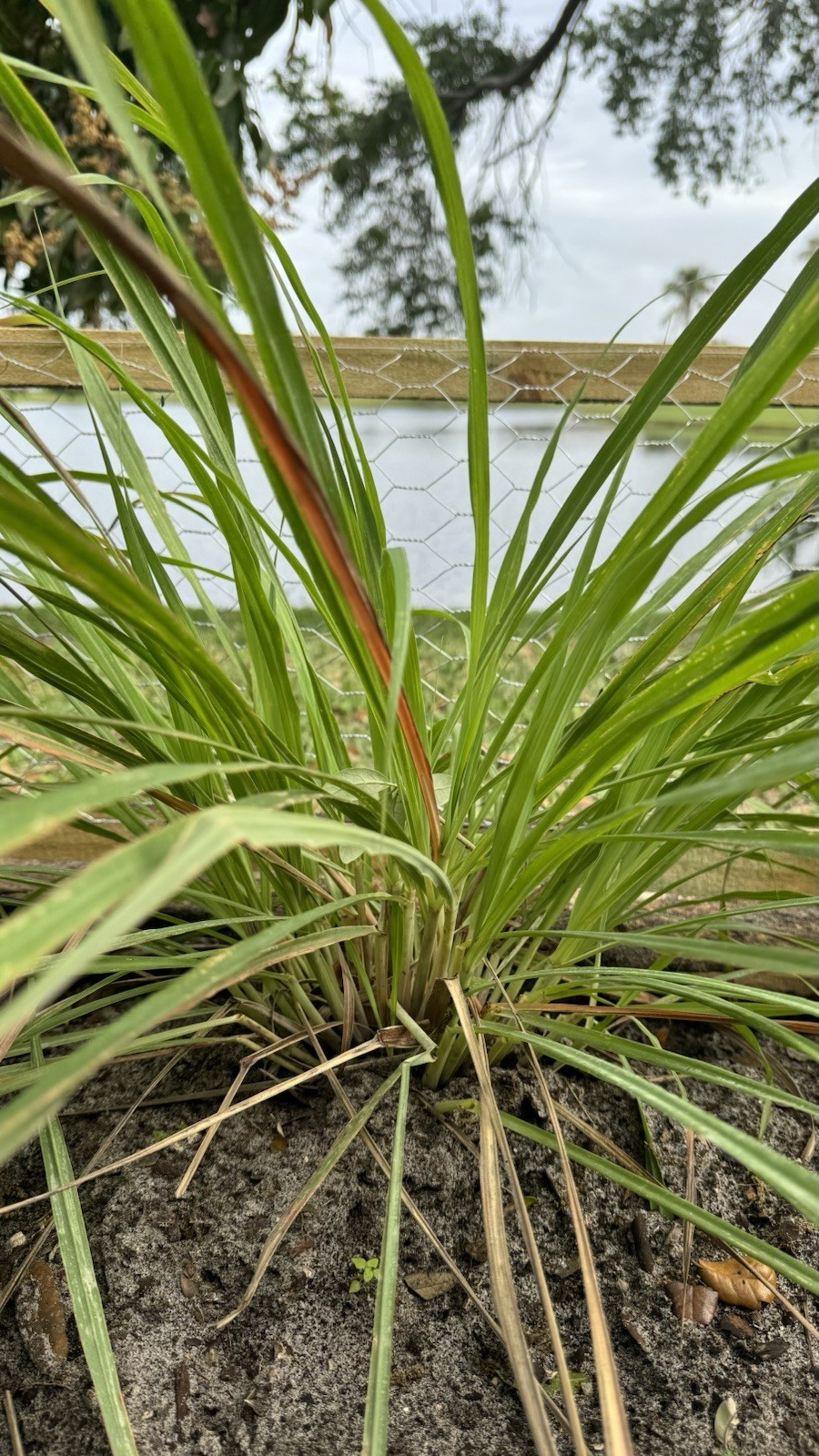 10 Lemongrass Stalks Fully Rooted Ready To Plant (Organic)