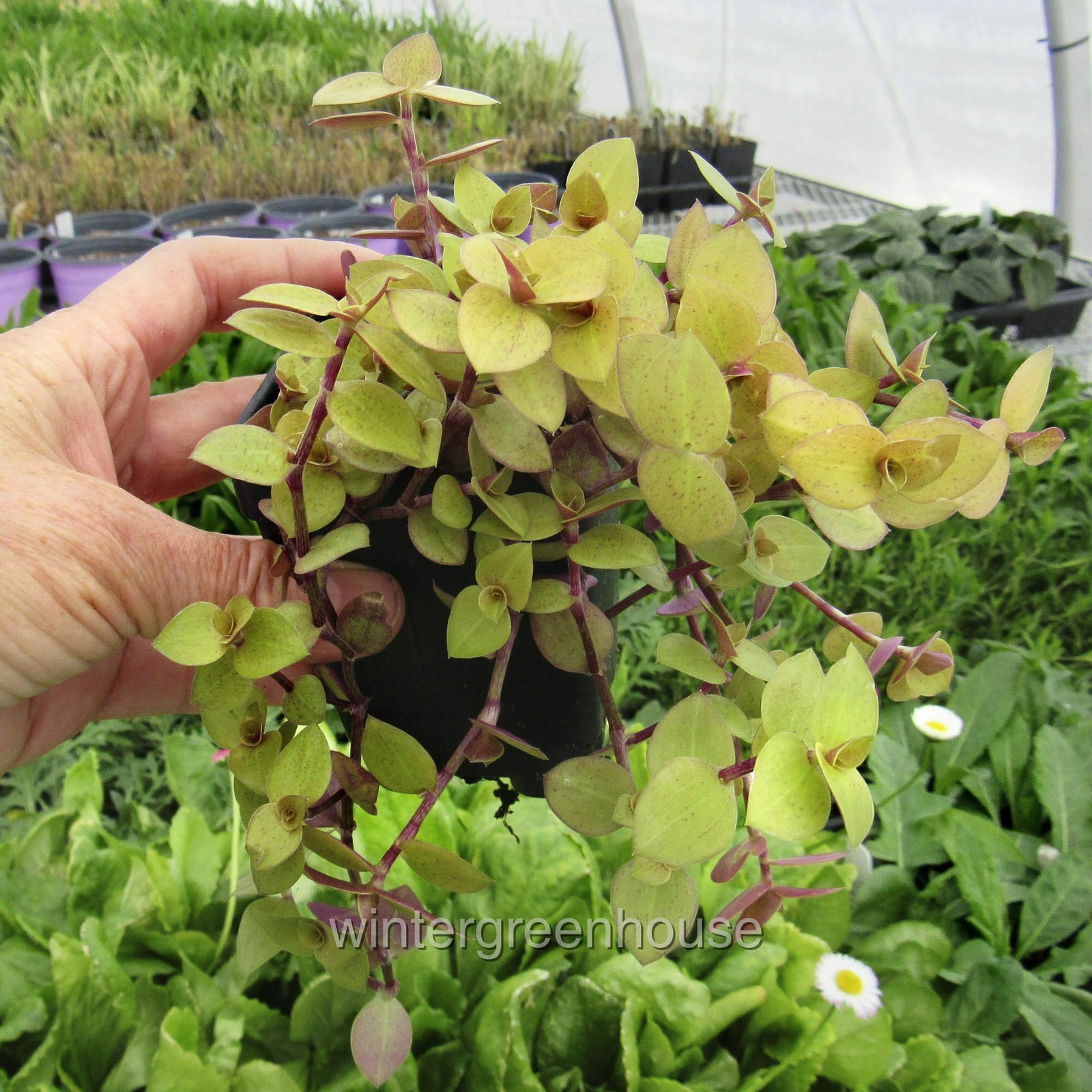 Callisia Repens Gold Bolivian Jew, Container Size: 3″ (2.6×3.5″)