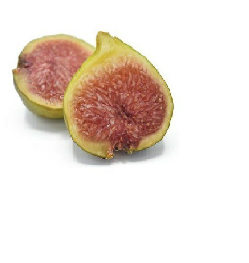 WHITE MADEIRA FIG Cuttings -Unrooted Bundle of 3