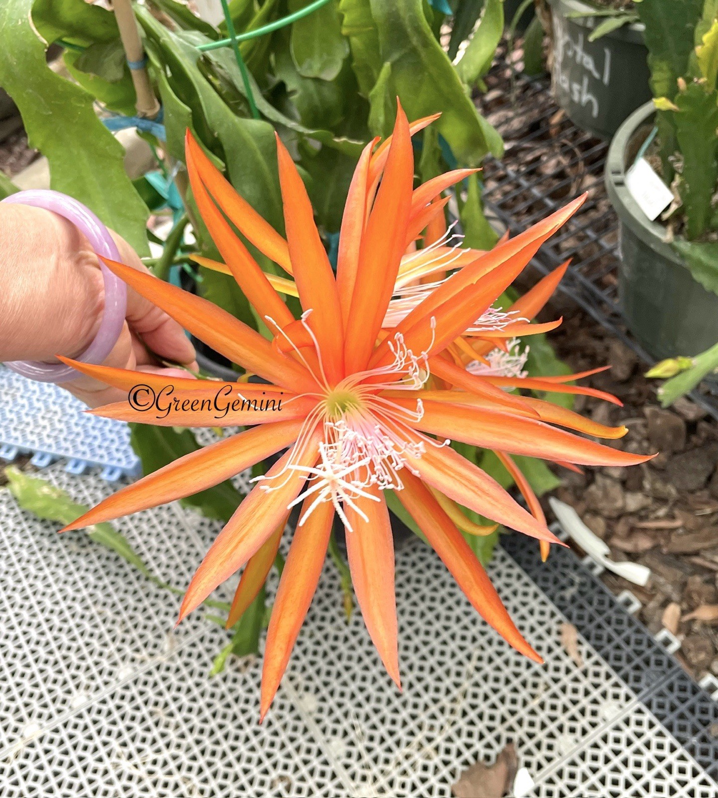 2 FLUID ORANGE Epiphyllum Orchid Cactus Succulents