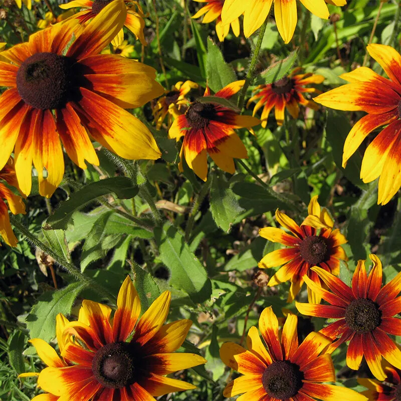 190 Seeds Gloriosa Daisy Fancy Black-Eyed Susan Perennial Heirloom Non-GMO