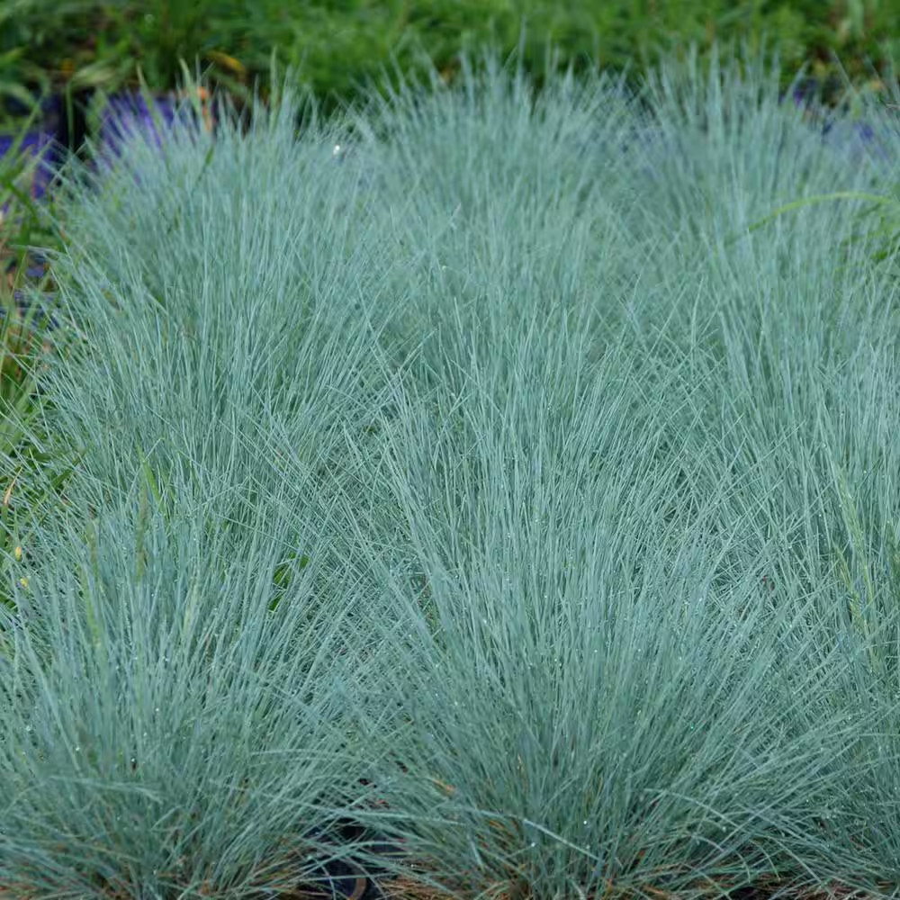 4 In. Elijah Blue Fescue Grass Plant (3-Pack)