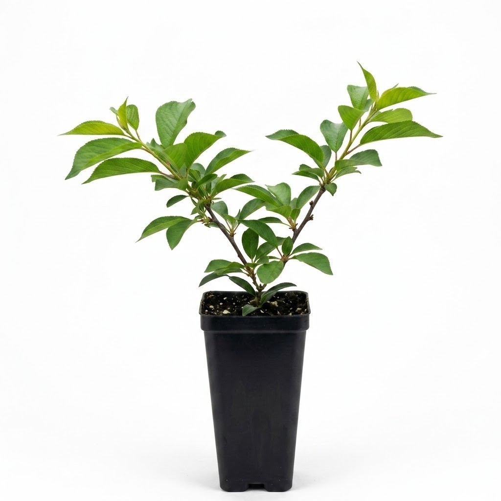 Bush Cherry Plants Easy as Pie Live Fruit Tree Self-Fertile Prunus in 4 inch Pot