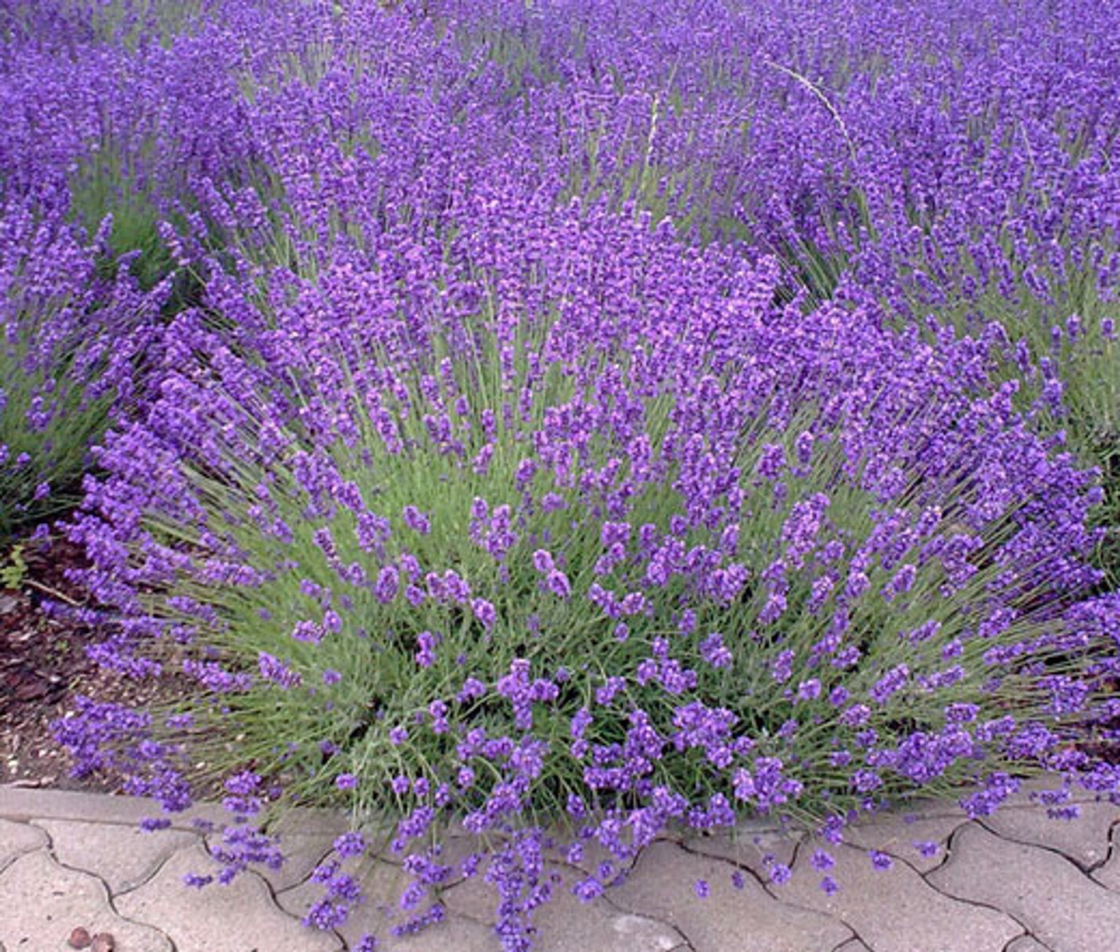 Lavender Vera/English Seeds for Planting – Organic NO GMO’s . Free Shipping!
