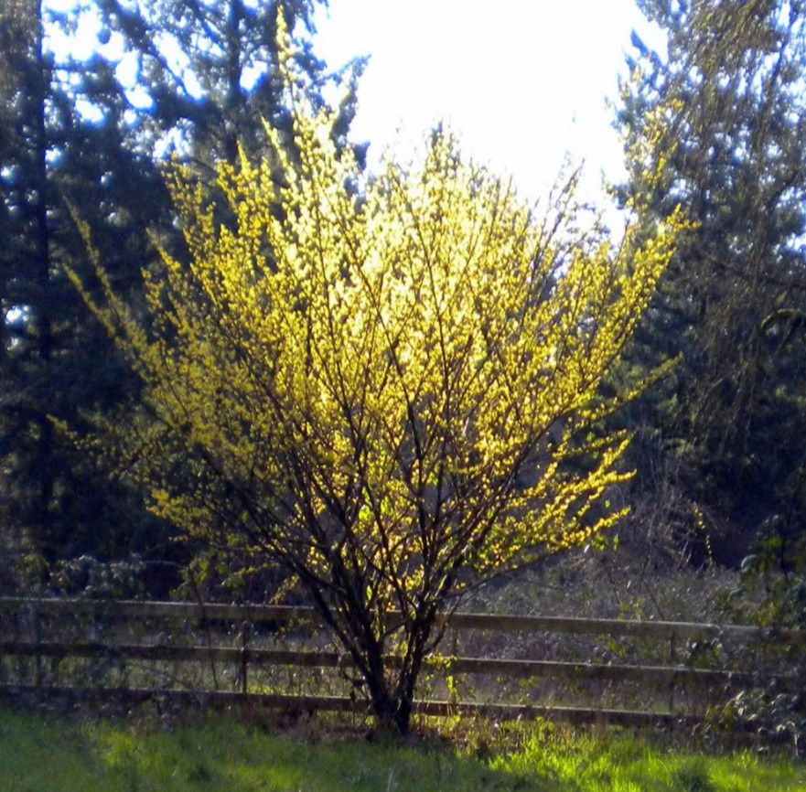American Witch-Hazel (Hamamelis virginiana) – Quart Pot (6–12 Inches Tall)
