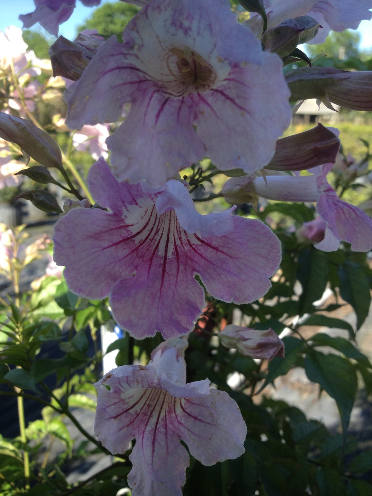 QUEEN of SHEBA Podranea Vine Tropical Plant Fast Grower Fragrant Pink Trumpet