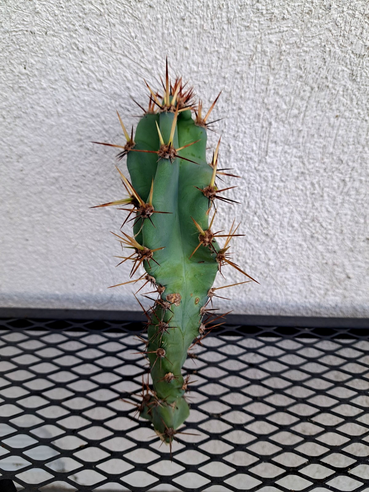 Cereus Braunii Cactus Cutting H7.5 ^726