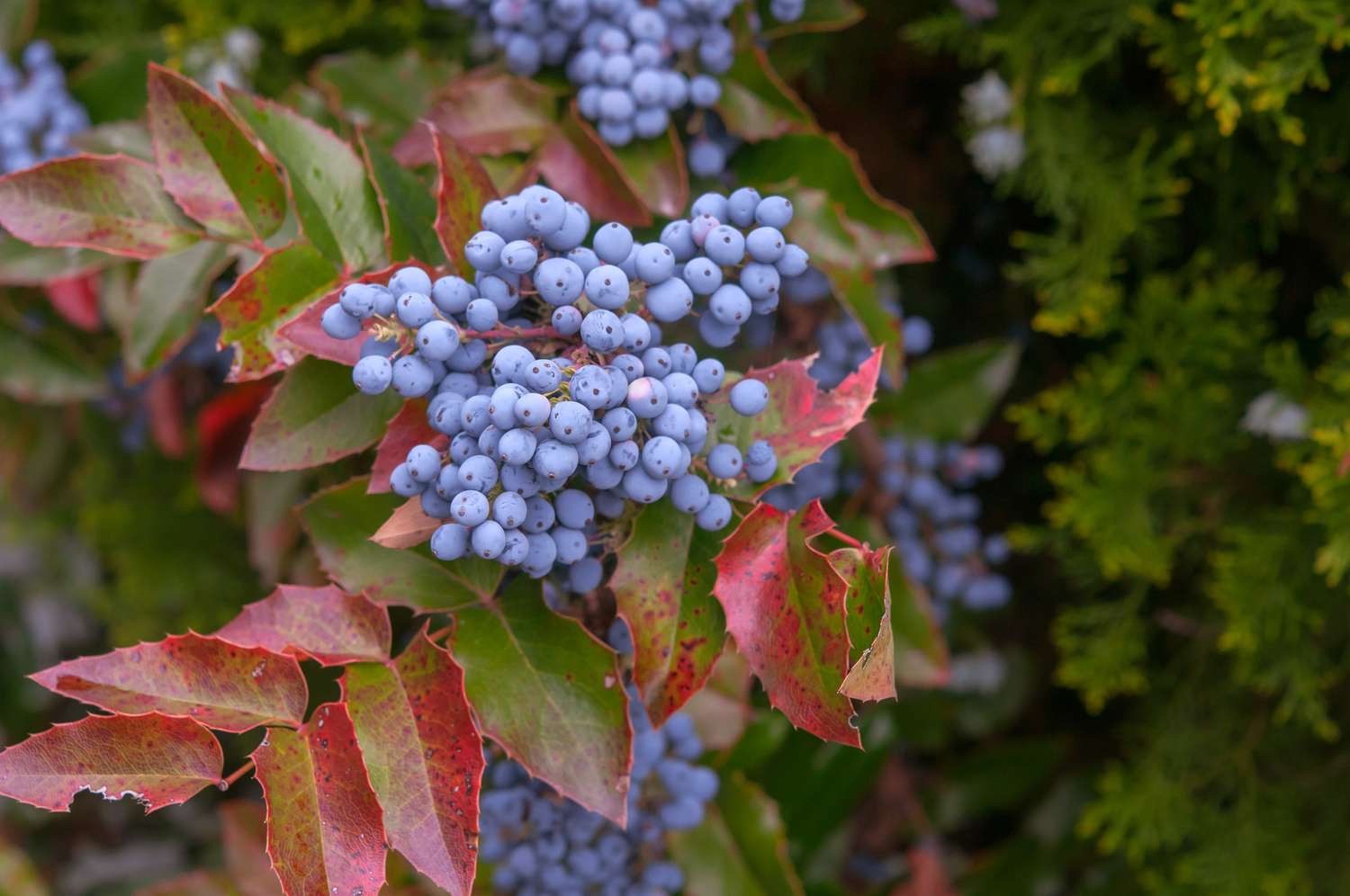 1 Oregon Grape Mahonia aquifolium Evergreen Shrub 6-12″