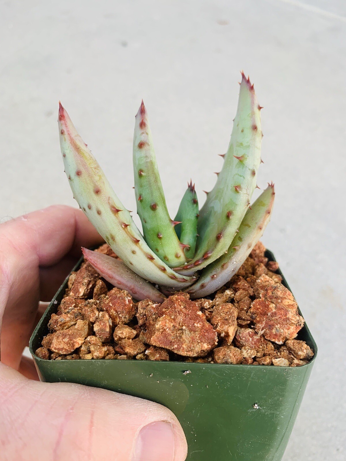 Yellow Flower Aloe ferox (Cape Aloe ) -Live Plant / Succulent Agave Rare Aloes