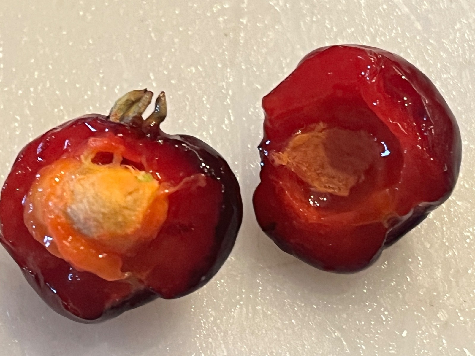 Eugenia uniflora ‘Regina’ Surinam Cherry Plug Seedling