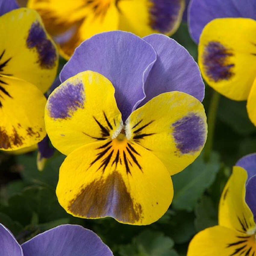 50 Viola Seeds Sorbet Yellow Blue Jump Up