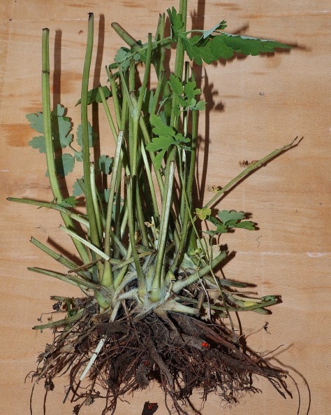25+ Seeds of Medicinal Greater Celandine Plant (Chelidonium Majus) Organic