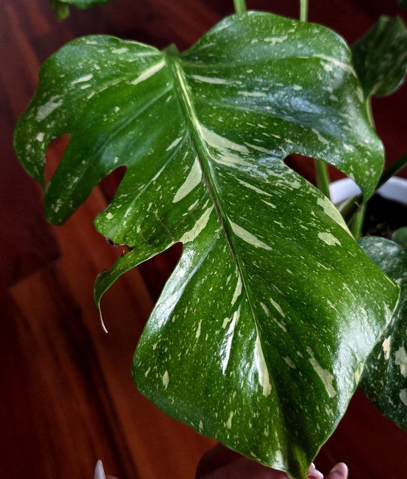 Rare Monstera Thai Starlight Mint 24″ Tall Aroid Not Philodendron Anthurium