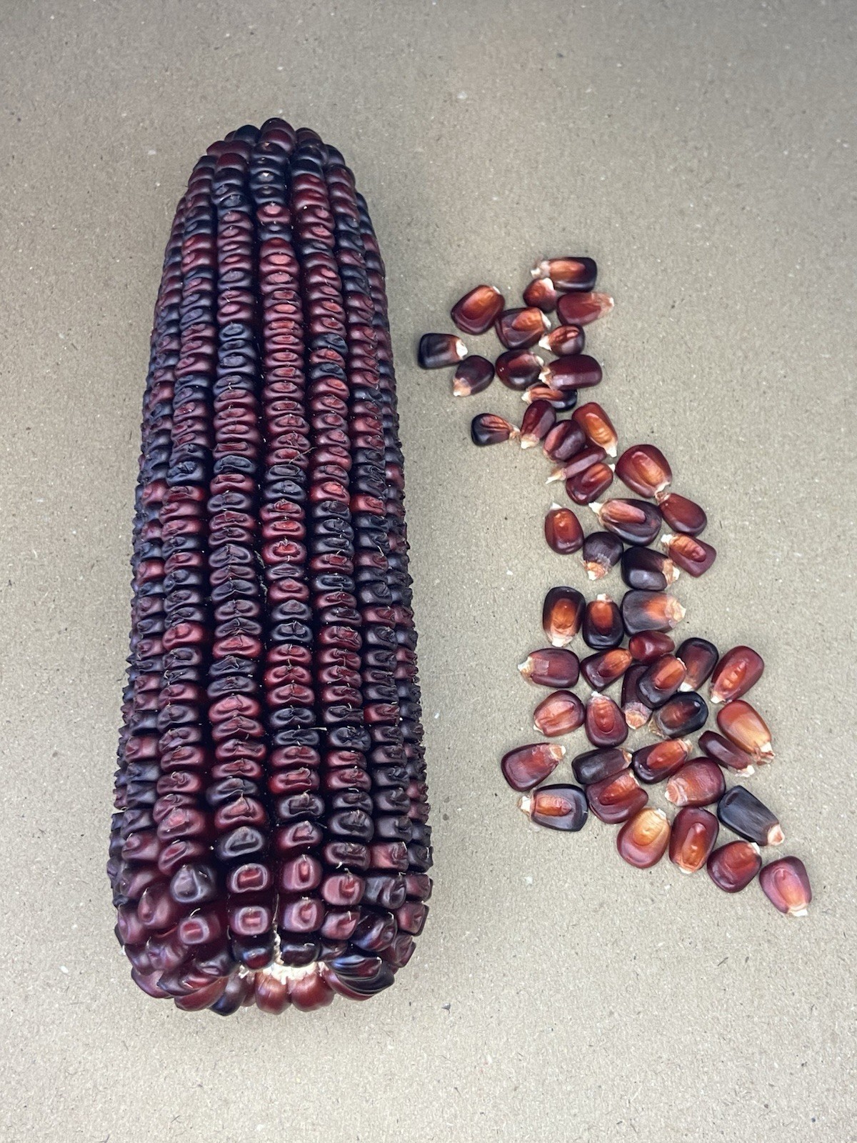Bloody Butcher Corn Seeds 50 Count. Non- GMO, Untreated Small Farm Product