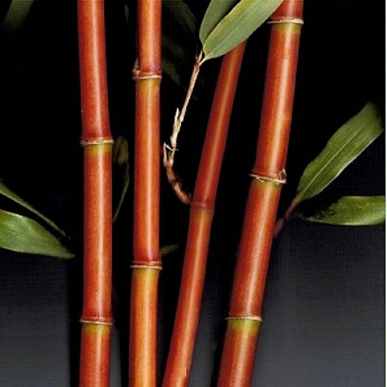 Red Temple Bamboo / Narihira Bamboo Semiarundinaria fastuosa – 1 Gallon SZ Plant
