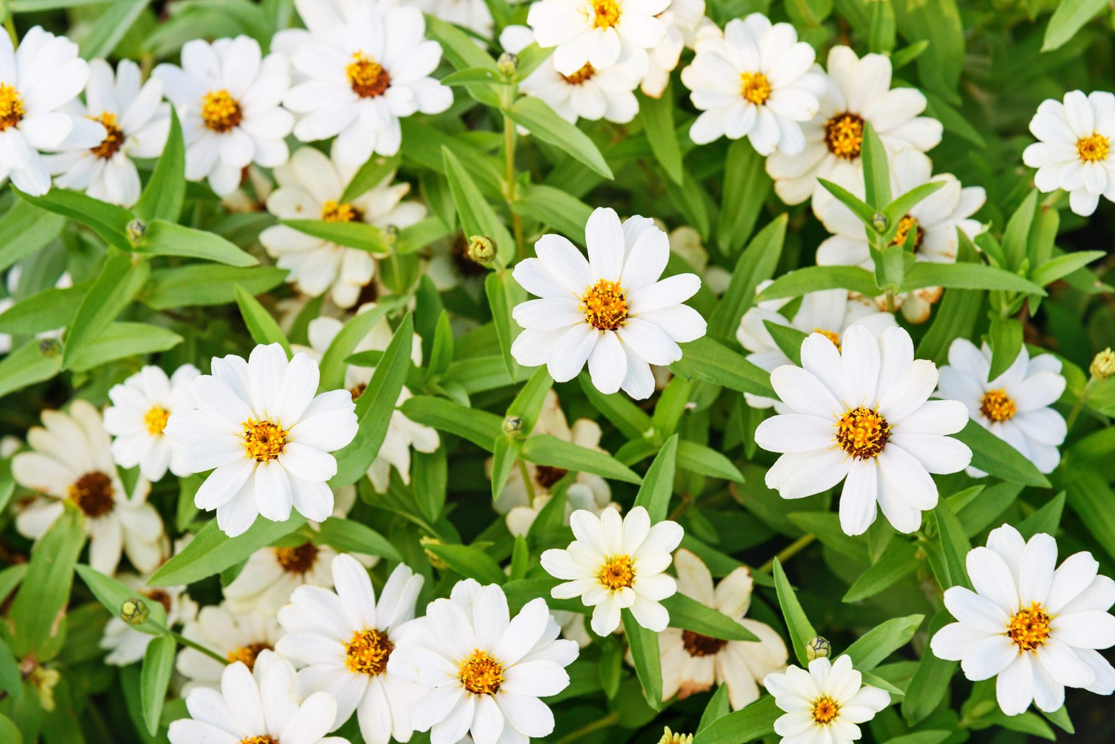 250 ORANGE CLASSIC ZINNIA Elegans (Narrow Leaf / Creeping Zinnia) Flower Seeds