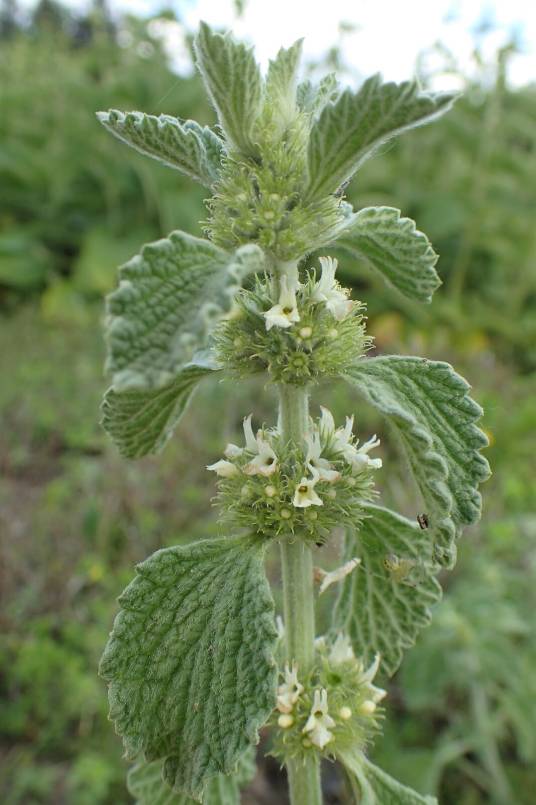 Horehound Seeds – Marrubium vulgare Seeds – Easy to Grow! – Multiple Quantities