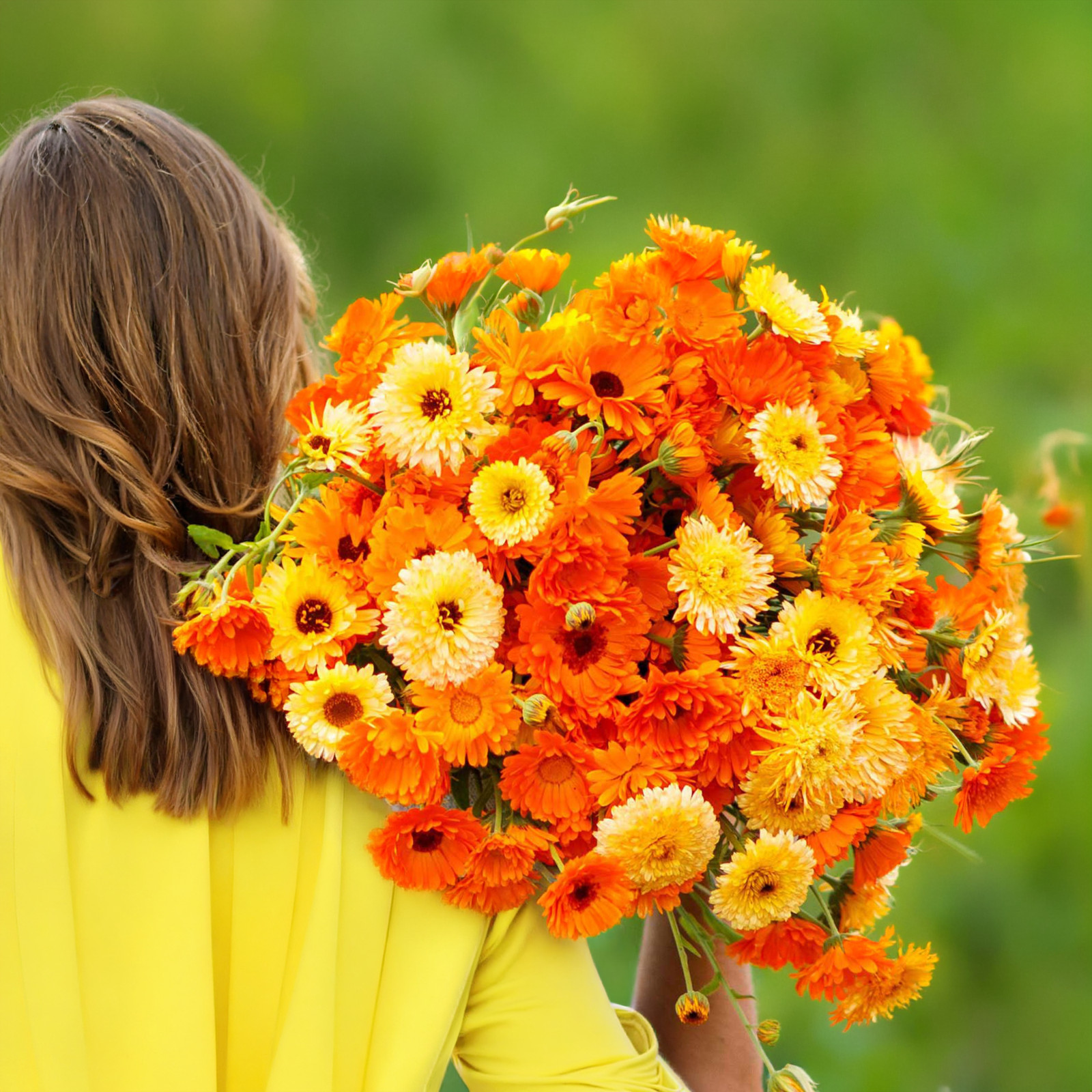 Calendula Pacific Beauty Seeds Mix, Pot Marigold, 100 Seeds