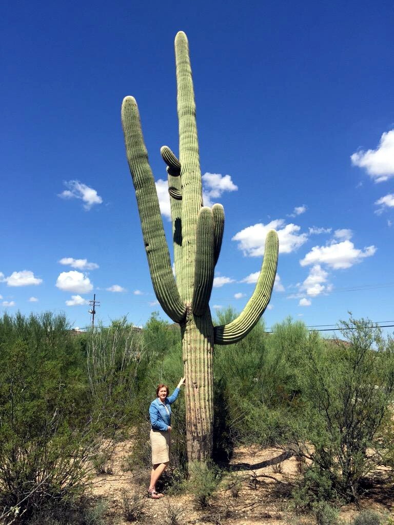 10 SAGUARO GIANT CACTUS SEEDS (Carnegiea gigantea) “Tree like Cacti” Hardy-8