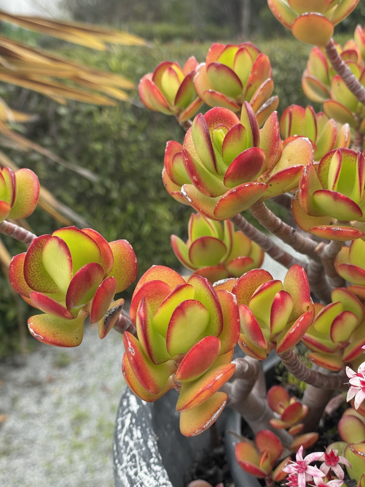 Crassula Ovata Jade Plant Rare Succulent Easy Care Live Plant 1-Cutting 2-3″