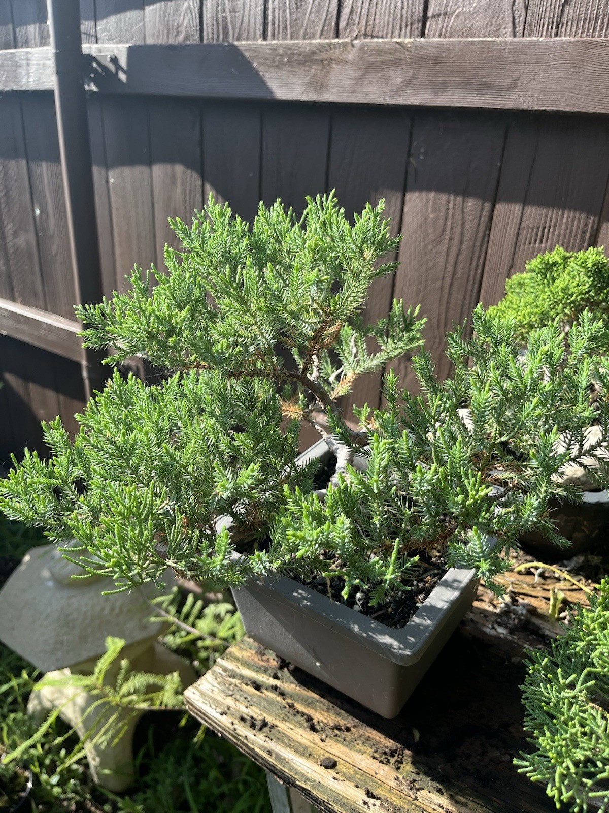 San Jose Juniper Bonsai Thick Twisted Trunk