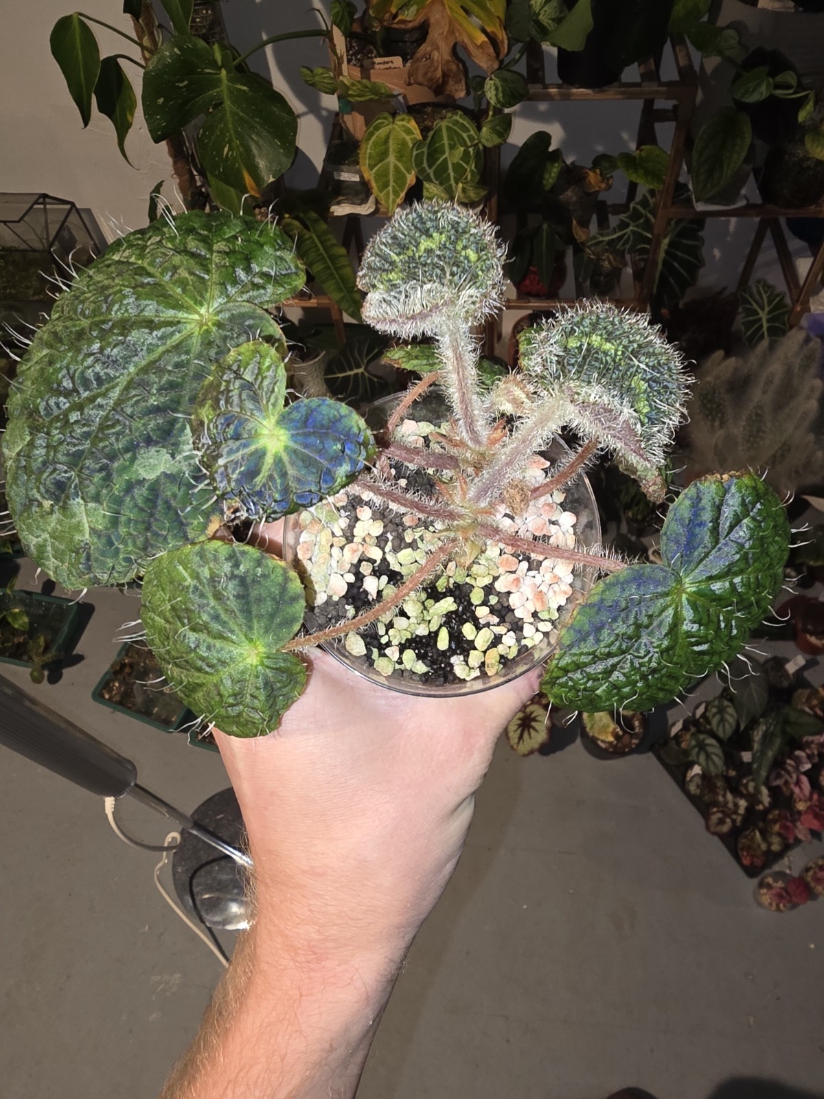 Rare Begonia Sizemoreae Longiciliata In 3 And 4 Inch Pots Fully Rooted