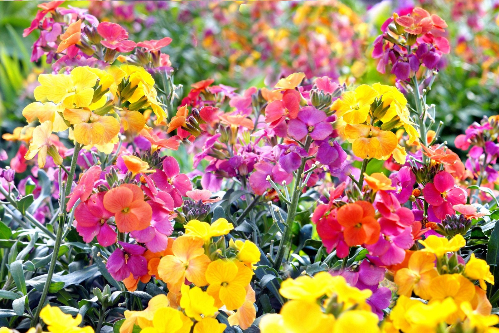 300 ENGLISH Aegean WALLFLOWER Cheiranthus Cheiri Seeds