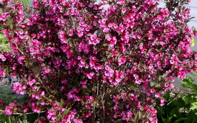 WINE & ROSES® Reblooming Weigela PP#10772