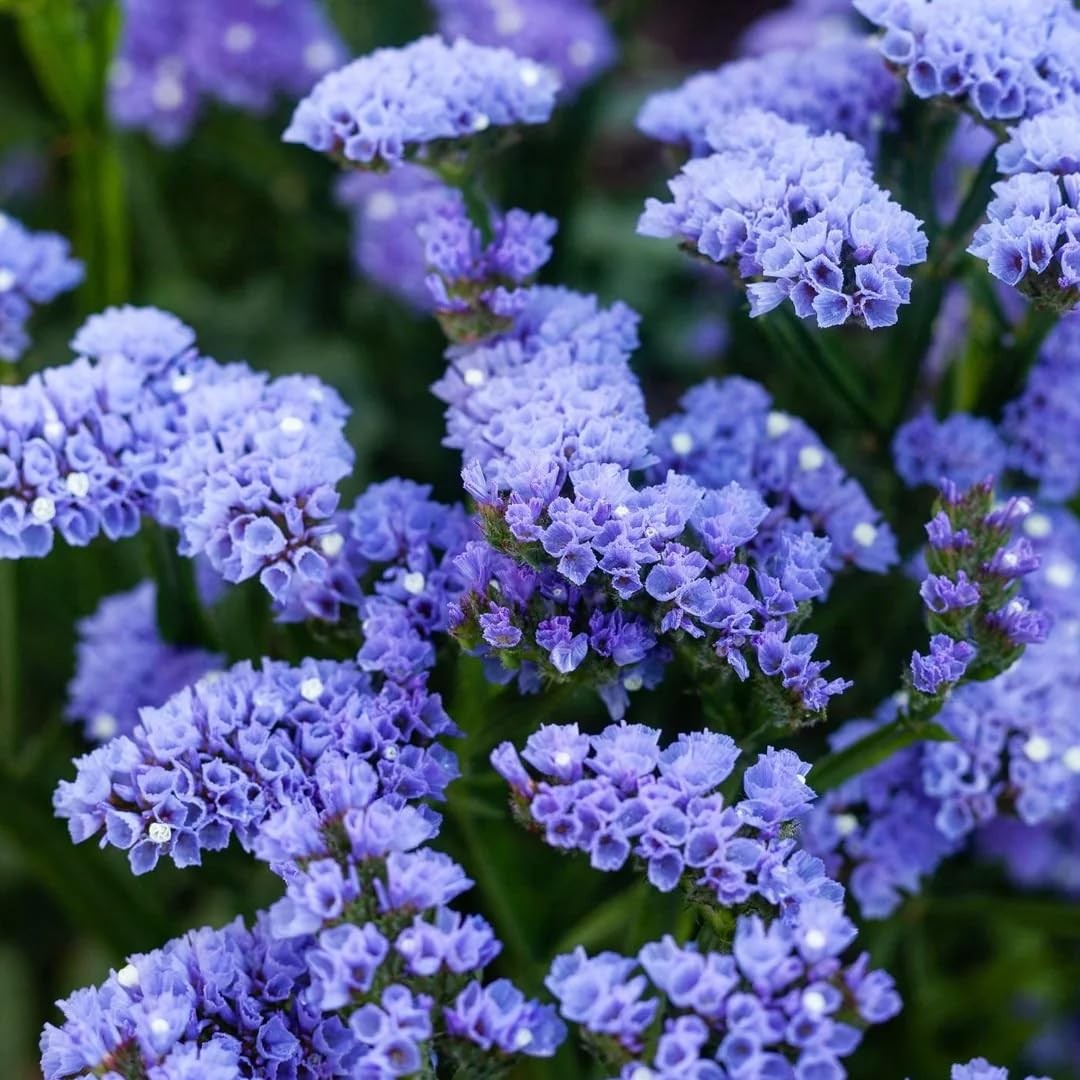 100+ Seed Statice Pastel Mix for for Planting Outdoors Garden-Annual Limonium S