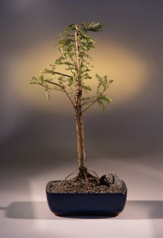 15 y.o. Bald Cypress Bonsai Tree Taxodium Distichum Outdoor Potted 14-16″ tall