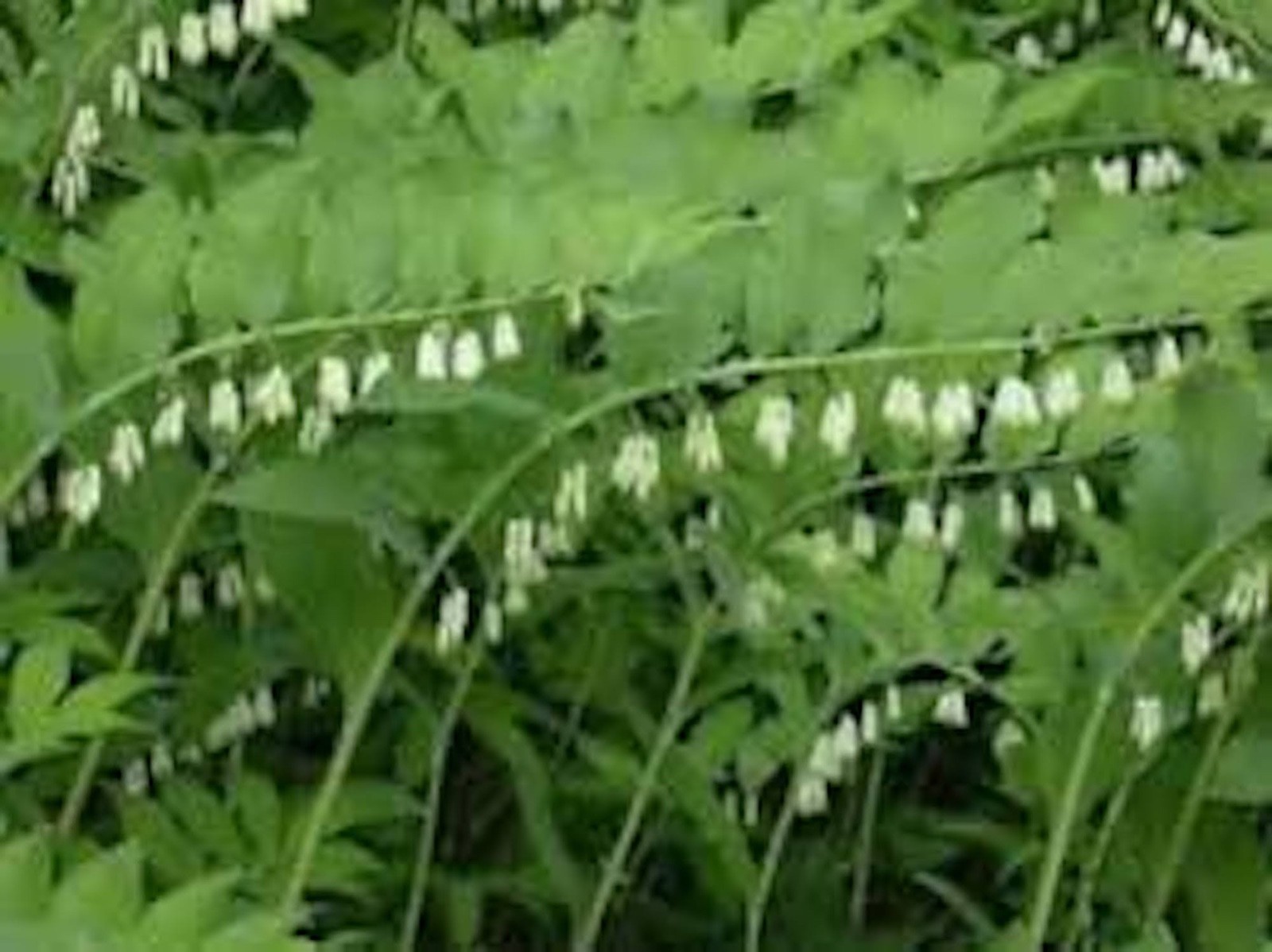 10 True Solomon Seal Polygonatum Biflorum Bare Root Perennial Wildflower