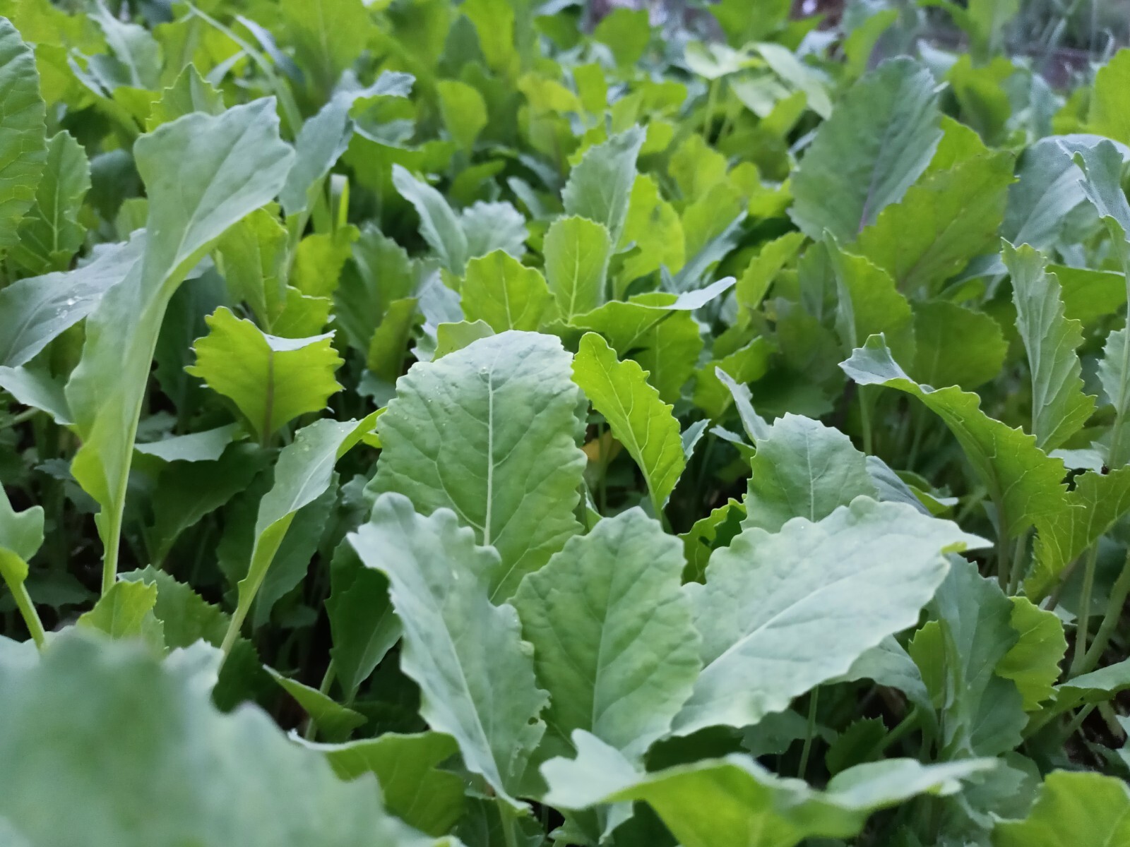  500 Collard Seeds Greens THANKS FROM POPPA IN THE GARDEN