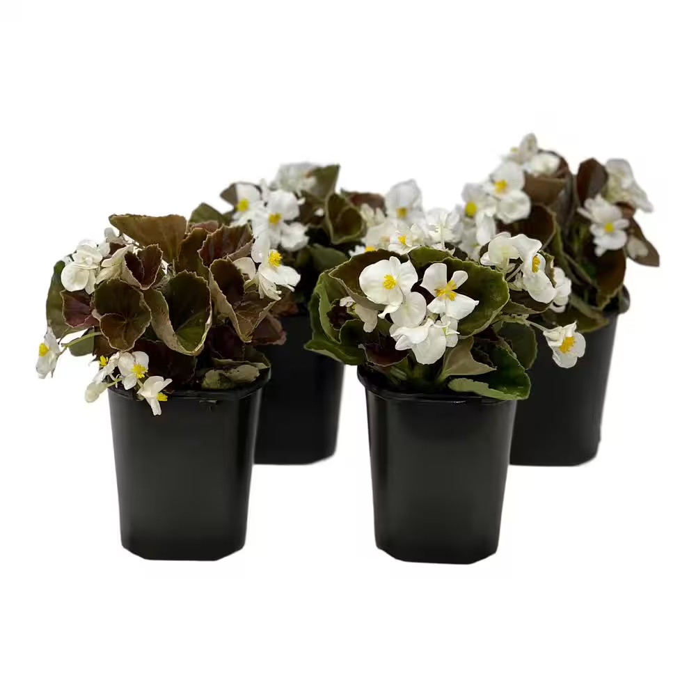 1.38 Pt. Begonia Bronze Leaf White Flower in 4.5 In. Grower’S Pot (4-Plants)