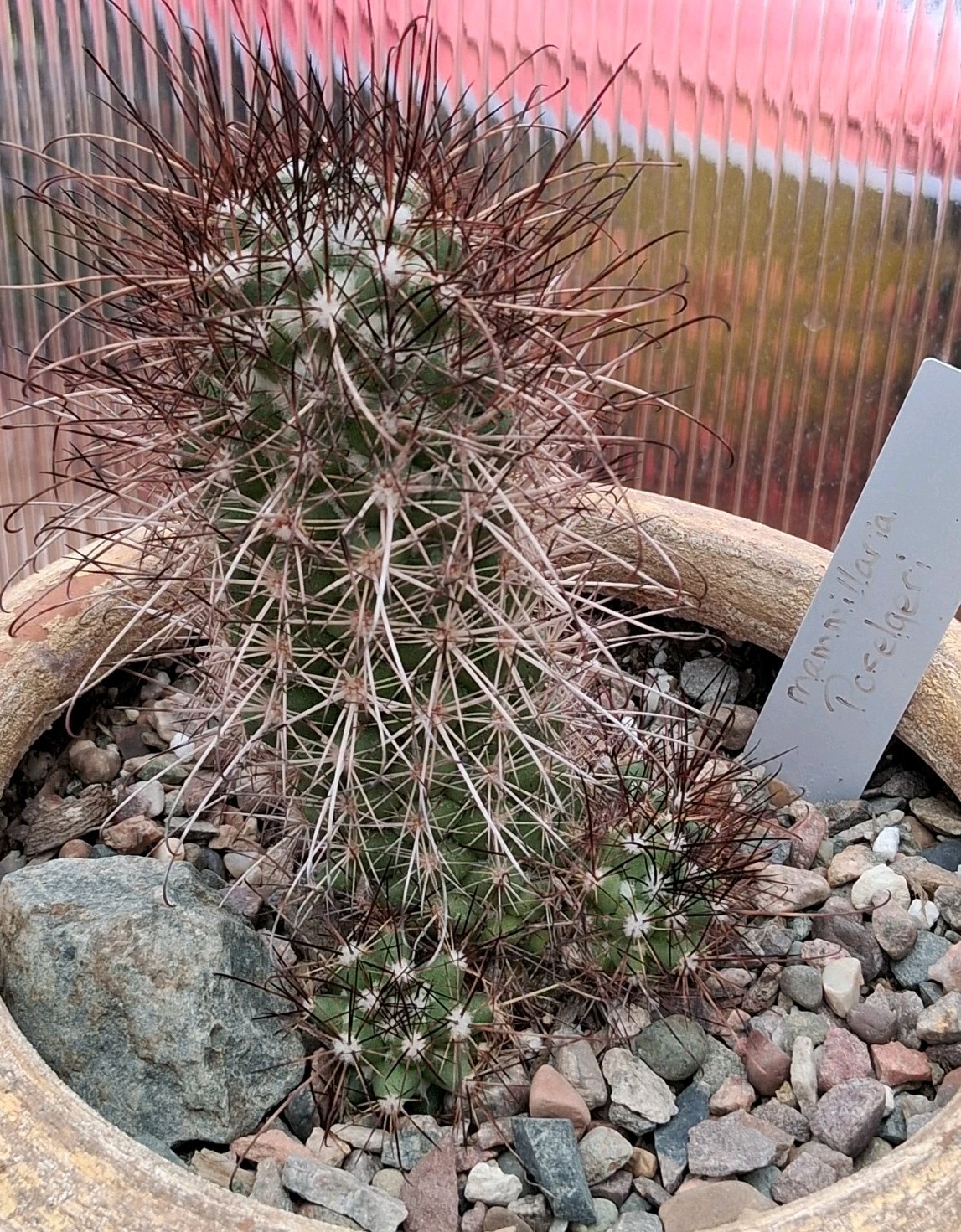 Mammillaria Poselgeri EXOTIC rare Cactus From BAJA MEXICO! Ships In A 4″ Pot!