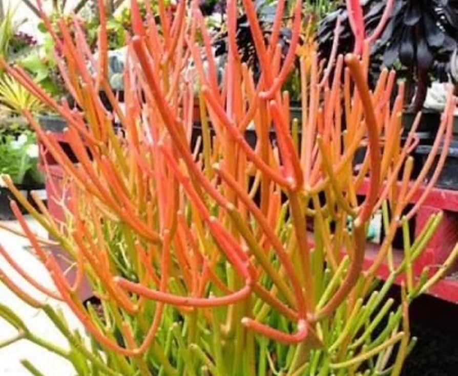2 LARGE 20″ Cuttings Firestick Pencil Thornless Euphorbia Tirucalli Succulent