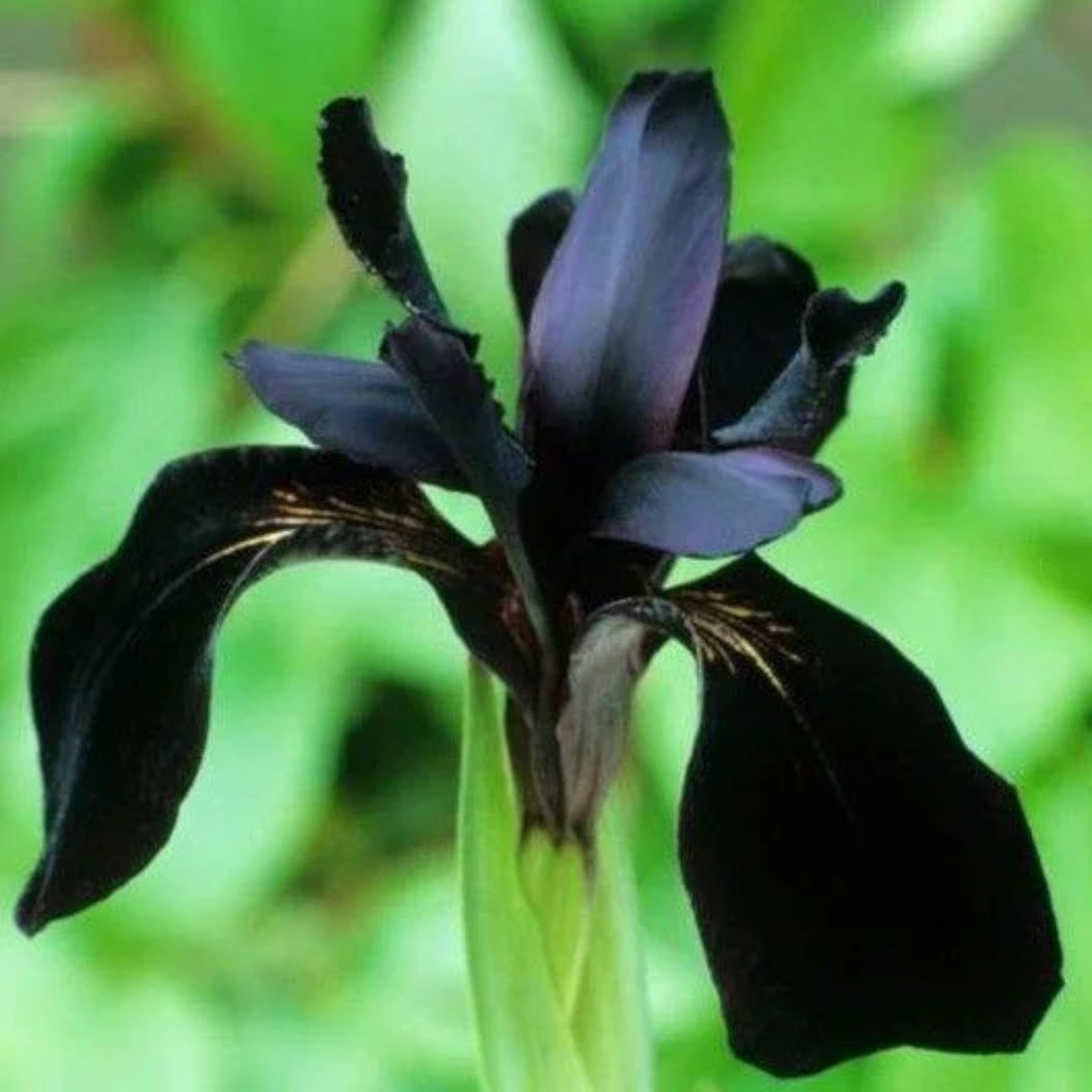 30pcs Siberian Iris Seeds Black Flowered Beauty with Velvety Almost Black Bloom
