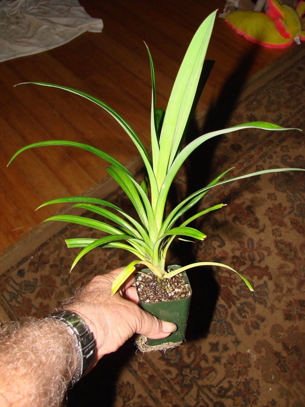 ~FRAGRANT PANDAN~ Pandanus Amaryllifolius UNIQUE SPICE Bigger 6-12+in PLANT