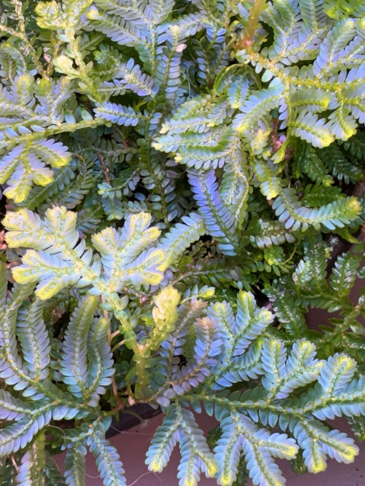 Selaginella Wildenowii Peacock Moss Spikemoss Fern Rare Terrarium Plant Cutting