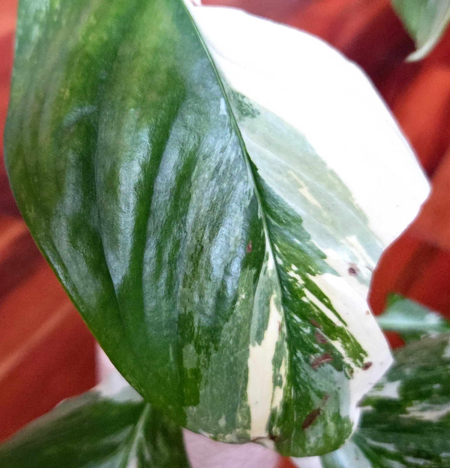 Rare Monstera Lechleriana Albo variegated 17″Tall Not Philodendron Anthurium