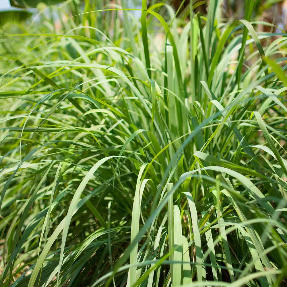 1 Gal. Lemongrass Plant