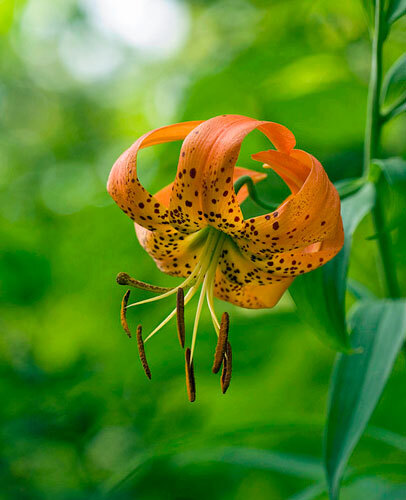 Lilium superbum | Turk’s Cap, American Tiger, or Swamp Lily | 10 Seeds