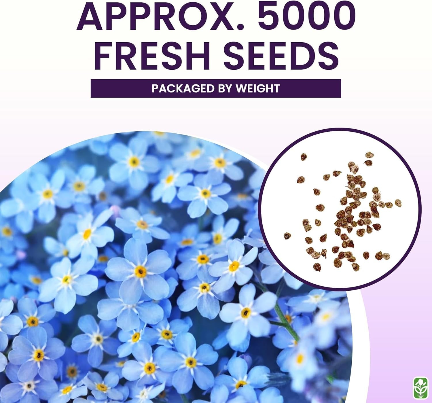 Bulk Forget Me Not Seeds – 5000 Count for Pollinator Gardens – Easy to Grow