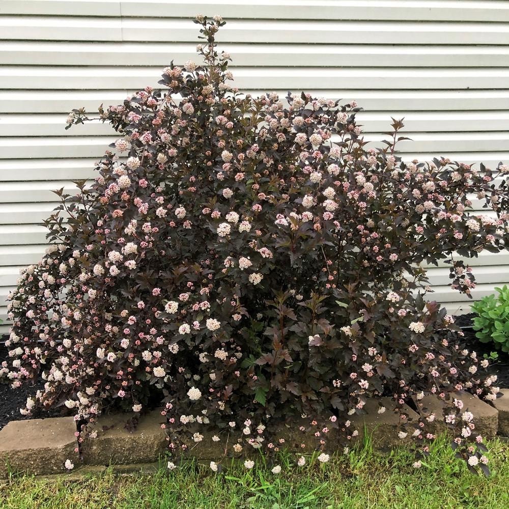 5 “Summer Wine” Ninebark (Physocarpus) cuttings Unrooted for Propagation 8”